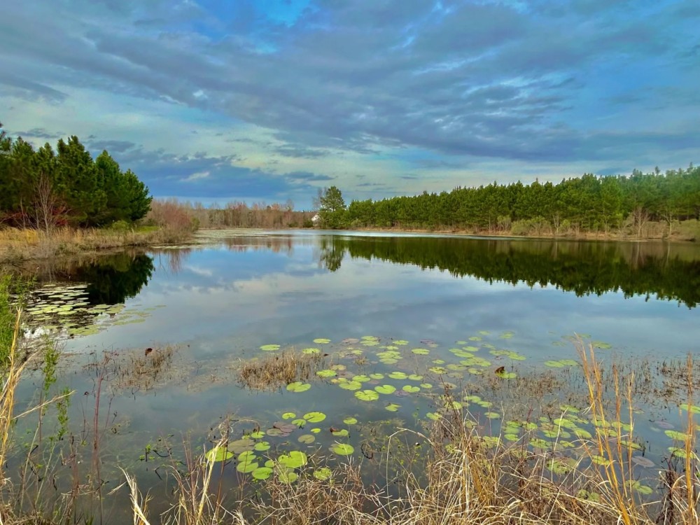 101 Acres in Ben Hill County GA featured image