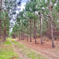 101 Acres in Ben Hill County GA images 3