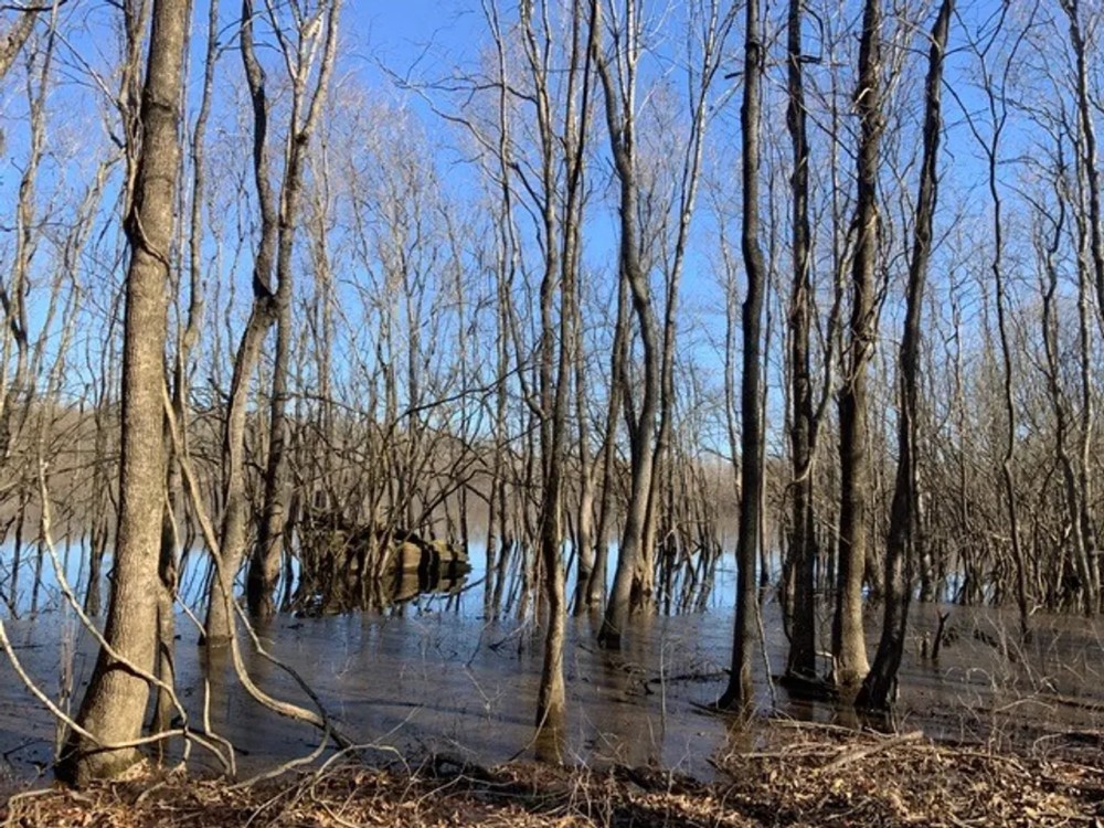 French Fork Tract LaSalle Parish 158 Acres - featured image