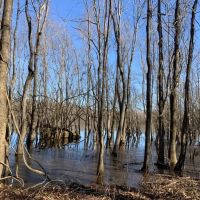 French Fork Tract LaSalle Parish 158 Acres -