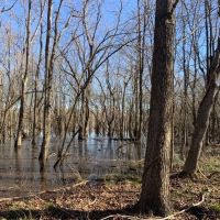 French Fork Tract LaSalle Parish 158 Acres - images 4