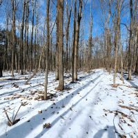 15 acres Recreational Land and Hunting Land in Corning NY Markle Hollow Rd images 2