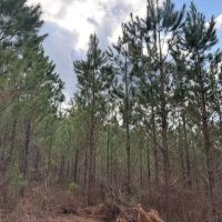 49.5 - ac all wooded with long paved frontage images 4
