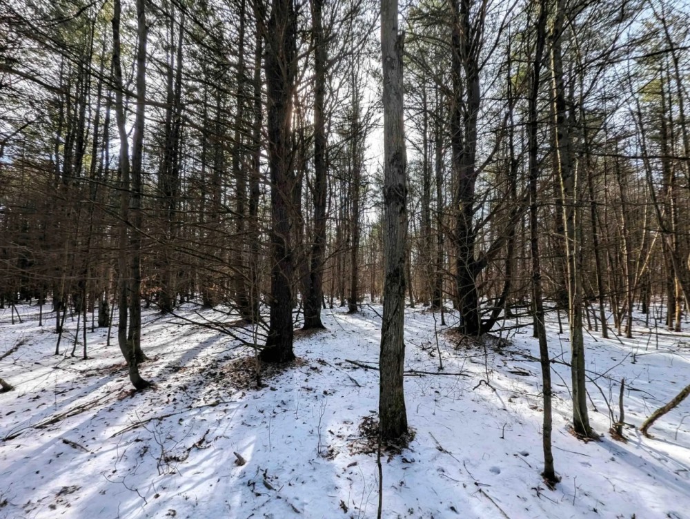 114 acres Hunting Land and Recreational Land in Corning NY Markle Hollow Rd featured image