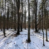 114 acres Hunting Land and Recreational Land in Corning NY Markle Hollow Rd