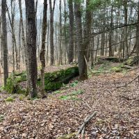 65 acres Hunting Land and Recreational Land with Stream in Deposit NY 645 Big Hollow Rd images 3