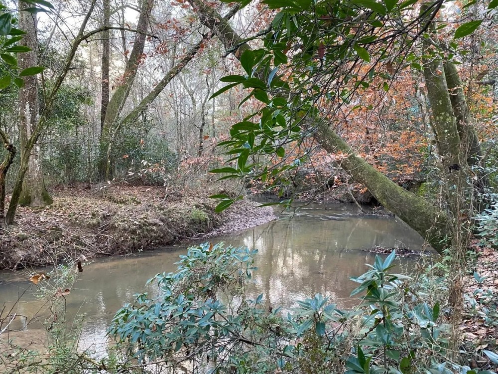 281.90 Acres in Amite County MS featured image