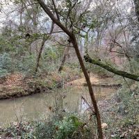 281.90 Acres in Amite County MS images 3