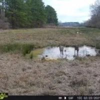 281.90 Acres in Amite County MS images 5