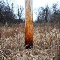 Hunting land in Michigan Jackson County images 2
