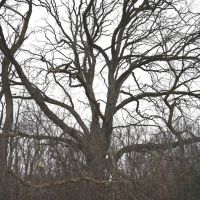 Hunting land in Michigan Jackson County images 5