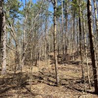 60 acre Hunting Land with River Views Lyonsdale NY images 3