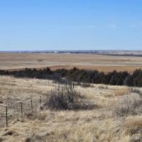 Sedgwick County CRP-Grass