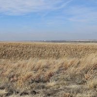 Sedgwick County CRP-Grass images 3