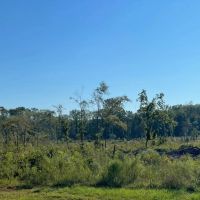46 Acres in Winston County MS images 4
