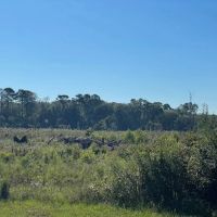 46 Acres in Winston County MS images 5