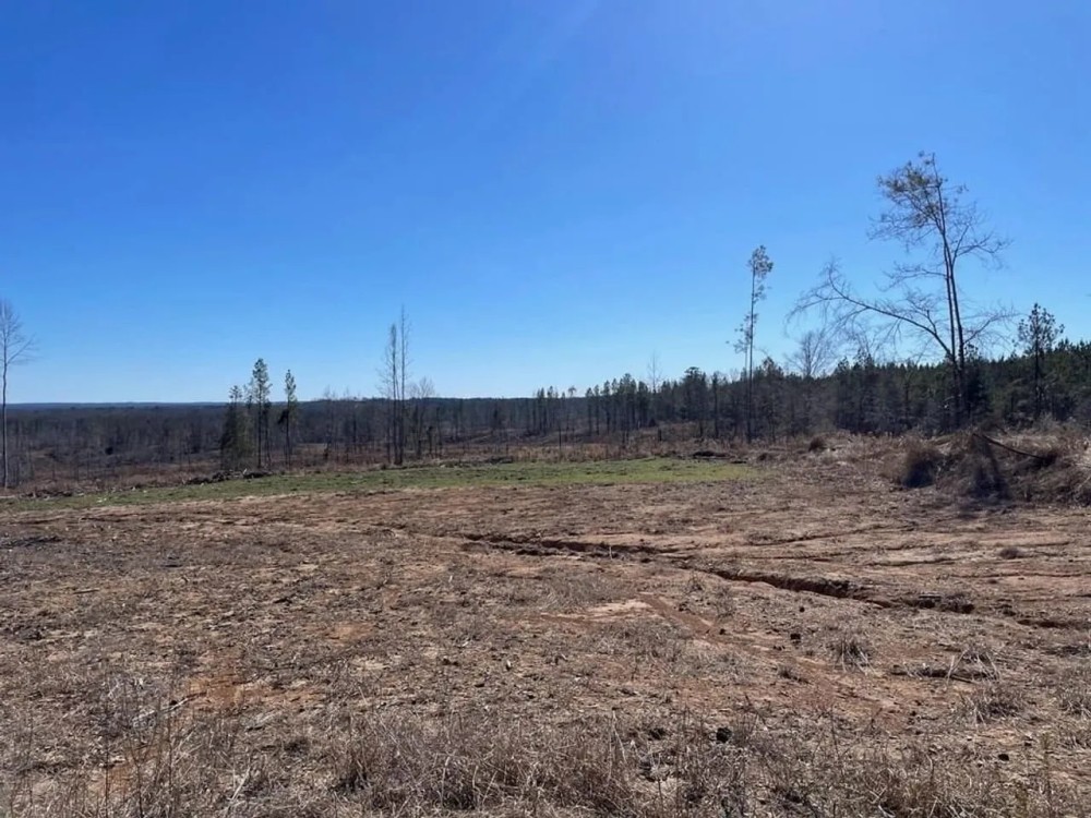 310 Acres Claiborne Hunting Property featured image