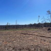 310 Acres Claiborne Hunting Property