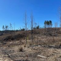310 Acres Claiborne Hunting Property images 2