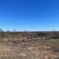 310 Acres Claiborne Hunting Property images 3