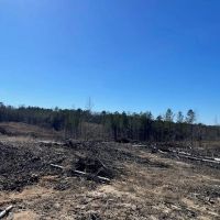 310 Acres Claiborne Hunting Property images 4
