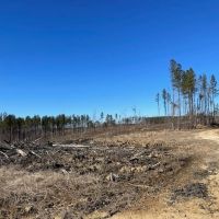 310 Acres Claiborne Hunting Property images 5