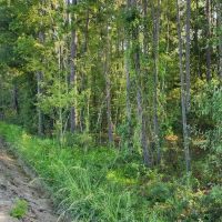 2 - Acre Residential Land in Camden County images 2