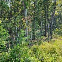 2 - Acre Residential Land in Camden County images 3