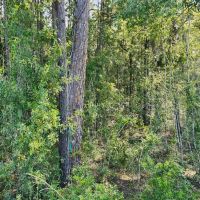 2 - Acre Residential Land in Camden County images 4