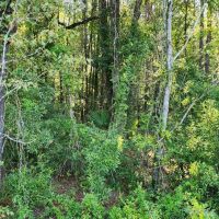 2 - Acre Residential Land in Camden County images 5
