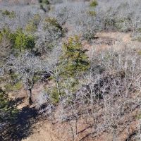 Wooded land for sale north of Muenster TX images 2