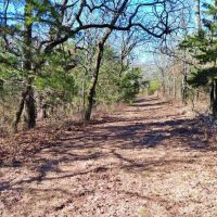 Wooded land for sale north of Muenster TX images 3