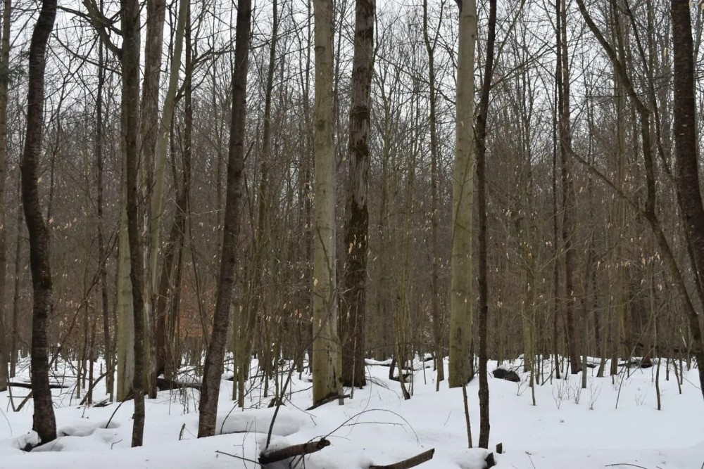 Hosmer Run featured image