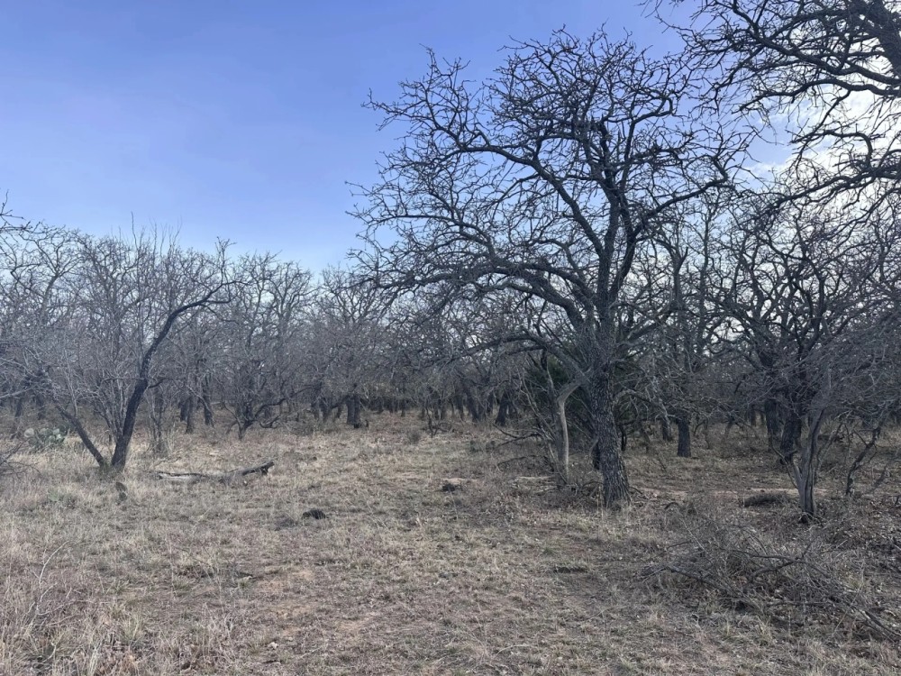 New Property 40 - Ac Callahan County featured image