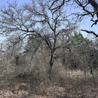 New Property 40 - Ac Callahan County images 3