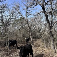 New Property 40 - Ac Callahan County images 5