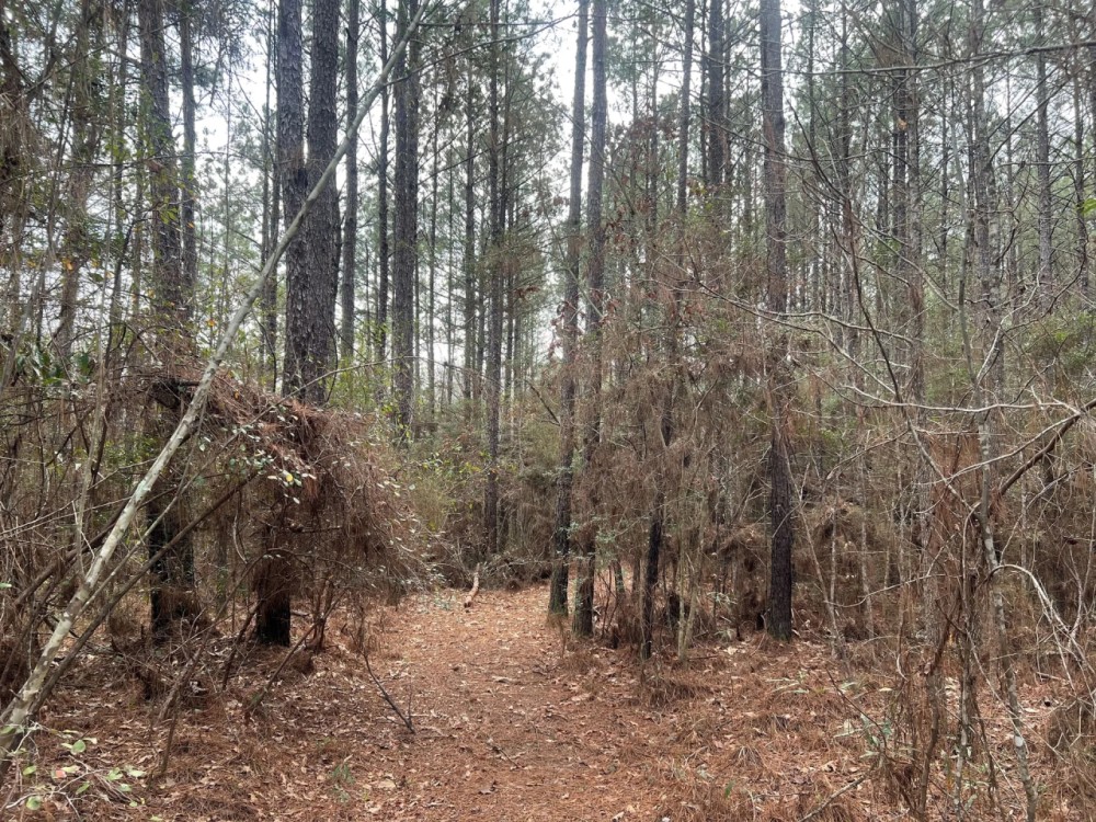 11.09 Acres in Amite County MS featured image