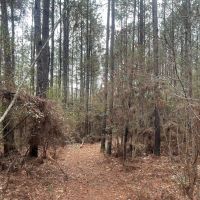 11.09 Acres in Amite County MS