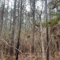 11.09 Acres in Amite County MS images 2