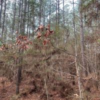 11.09 Acres in Amite County MS images 3