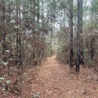 11.09 Acres in Amite County MS images 4