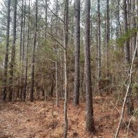 11.09 Acres in Amite County MS images 5