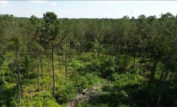 88.6 Acres in Choctaw County in Ackerman MS featured image