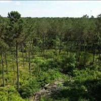 88.6 Acres in Choctaw County in Ackerman MS