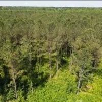 88.6 Acres in Choctaw County in Ackerman MS images 4