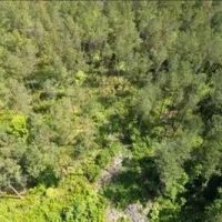 88.6 Acres in Choctaw County in Ackerman MS images 5