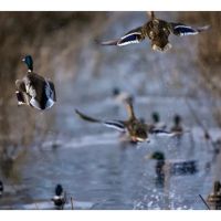 Big Piney Bottoms images 3