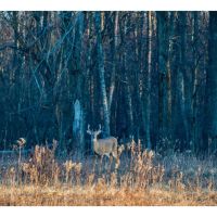 Big Piney Bottoms images 4