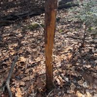 Private 25-Acre Hunting Retreat – Mountain Dale, NY