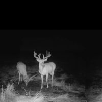 42.5 - ACRES US 6 PLYMOUTH IN 46563 MARSHALL COUNTY LAND FOR SALE images 3